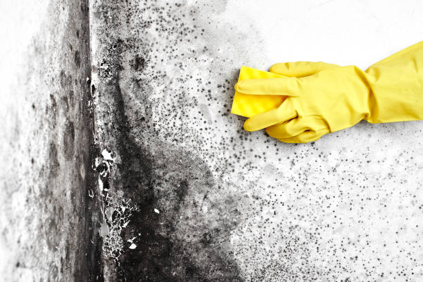 Best Bathroom Mold Remediation in Union City, PA