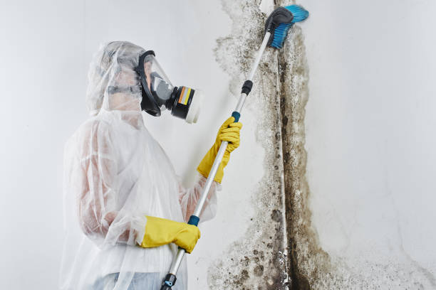 Best Post-Flood Mold Remediation in Union City, PA