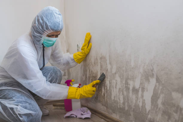 Trusted Union City, PA Mold Remediation Experts